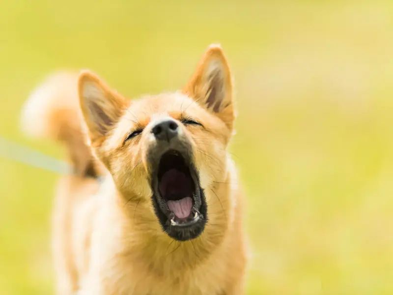 Ağzını açıp havlayan sarı tüylü köpek