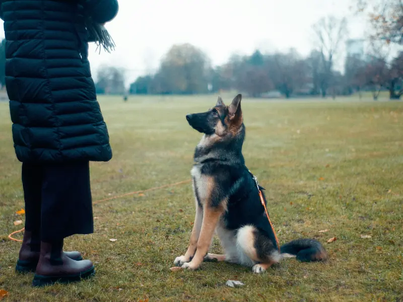 Sahibinin önünde oturup komut bekleyen köpek